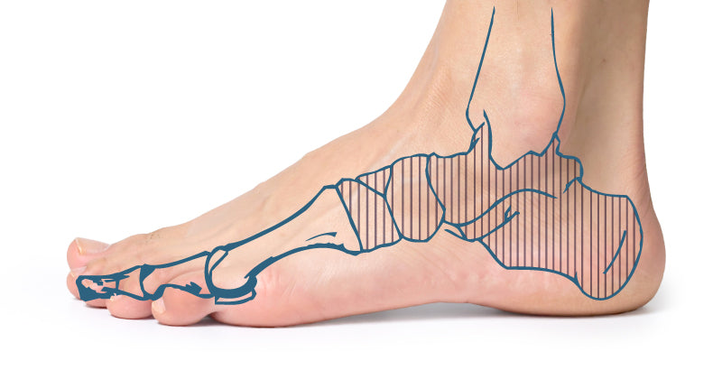 足根骨イラスト